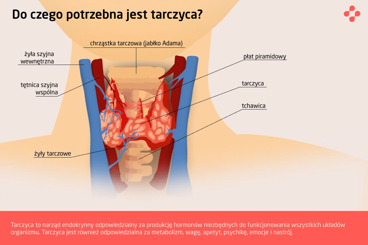 Do czego potrzebna jest tarczyca?